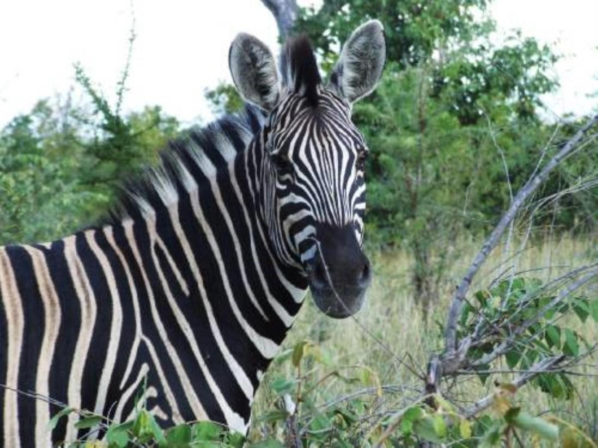 Shikwari Nature Reserve Hoedspruit Esterno foto