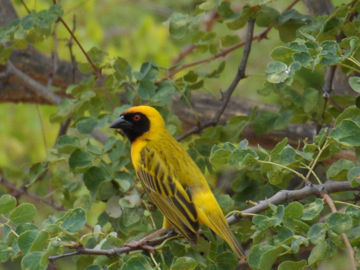 Shikwari Nature Reserve Hoedspruit Esterno foto